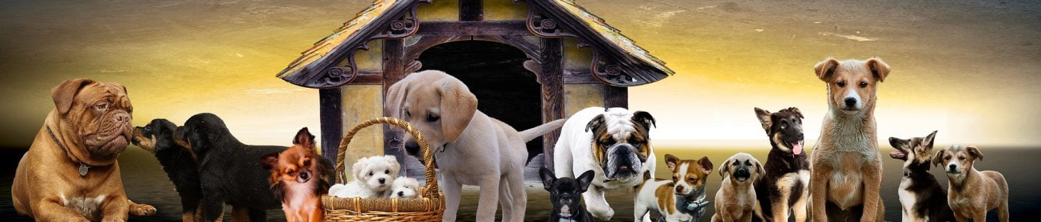 Hundehaus48.de